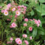 Aster nova-angliae Barr's Pink 